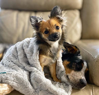 Pet sling, pet holder, pet carrier, pet bag, dog sling, dog holder, dog bag, dog carrier, small dog, dog accessories, dog with anxiety, soft dog bed, anxious dog, dog blanket, pet blanket, soft, waterproof, vegan, pet accessories