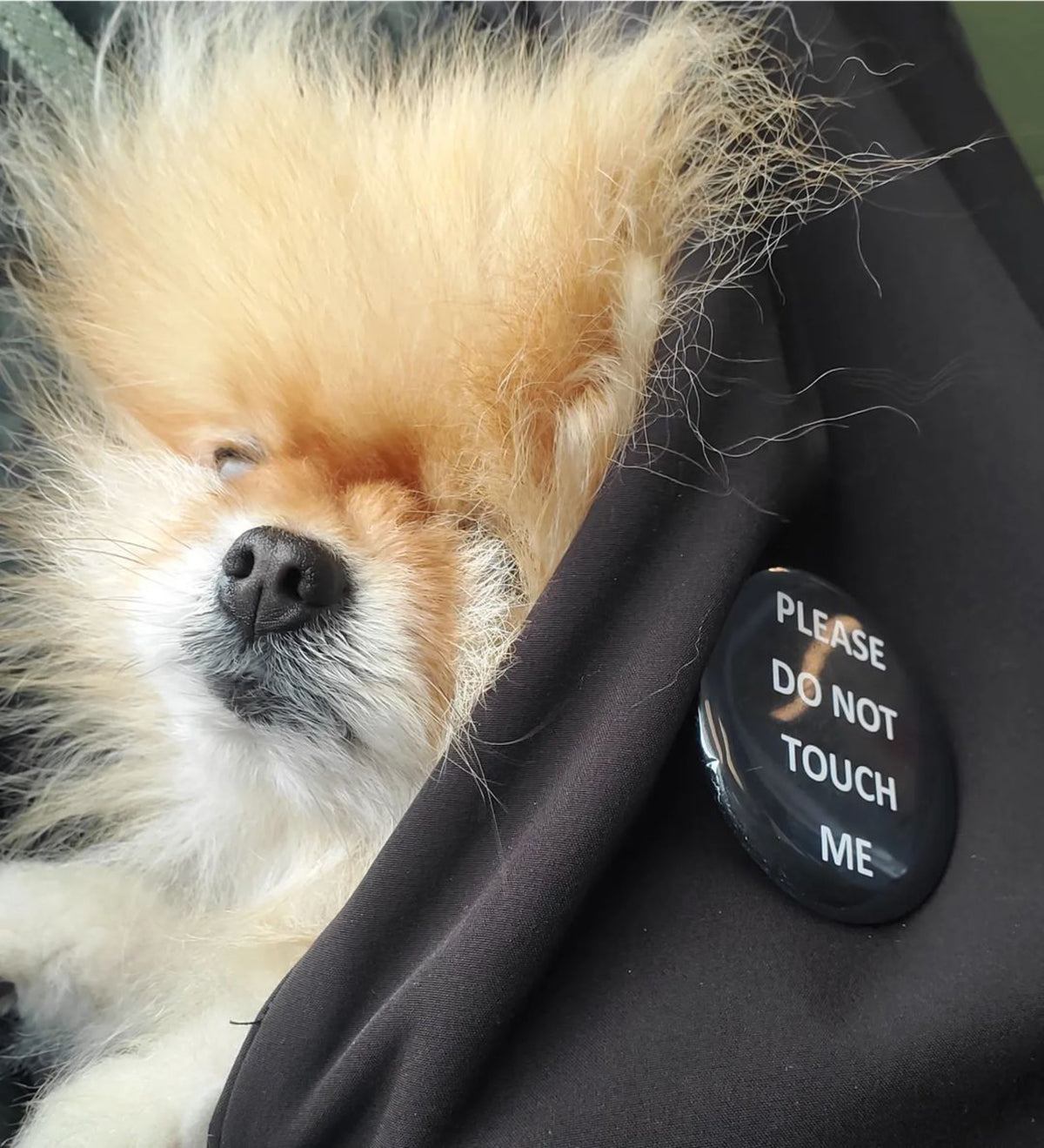 Pins for your pups